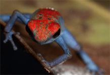 frog