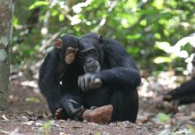 CREDIT Tetsuro Matsuzawa Primate Research Institute, Kyoto