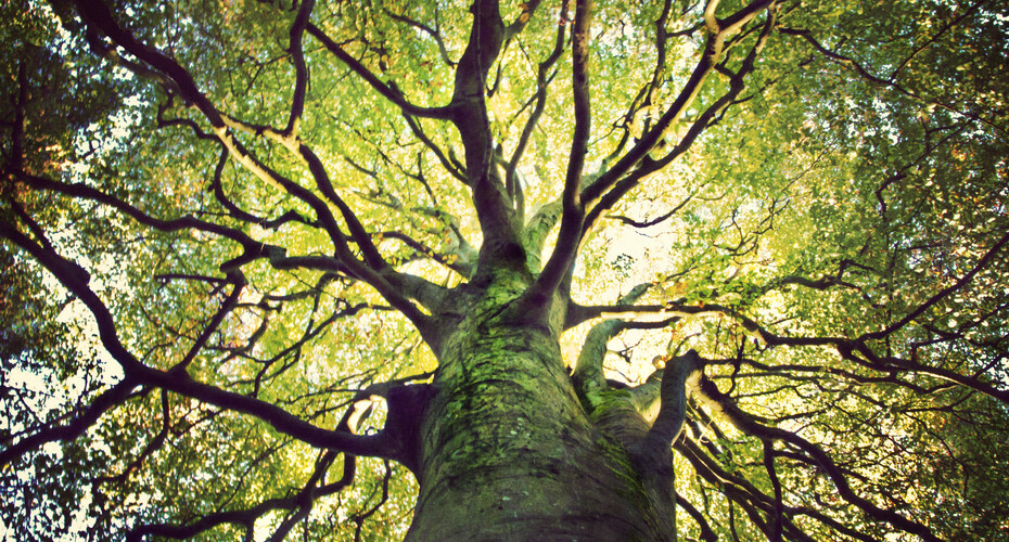 Looking up into an oak tree