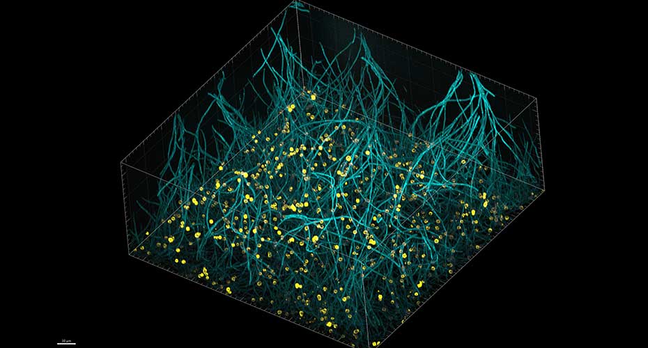 Goliath biofilm